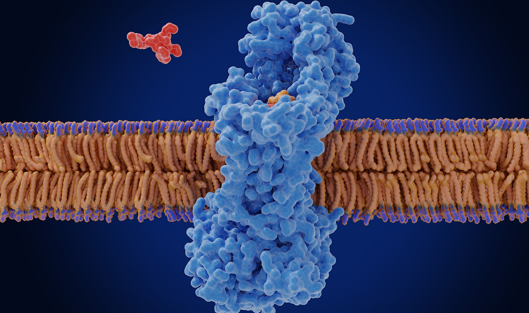 Illustration of a receptor sticking out of a cell membrane. A red molecule approaches an indentation in the receptor. The membrane consists of two layers of molecules with purple heads on the exterior and orange tails together on the interior.