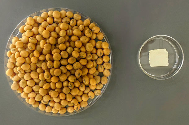 Overhead view of a petri dish full of brown soybeans, next to a smaller petri dish holding a flat white square with rough edges.