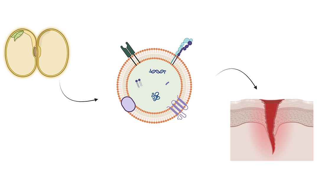 Illustration of soybean, nanoparticle, and skin wound. Nanoparticle diagram shows mainly proteins on the surface and mainly nucleic acids inside as cargo. One arrow points from soybean to nanoparticle, and a second arrow points from nanoparticle to skin wound.