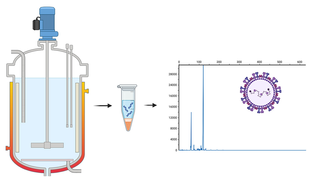 Three part illustration, starting with a large bioreactor tank filled with liquid. An arrow points to a vial containing liquid and DNA strands. A second arrow points to a graph showing two very sharp peaks in a line that is otherwise mostly flat. On top of the graph is an illustration of a virus.